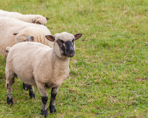 Untitled design (45)