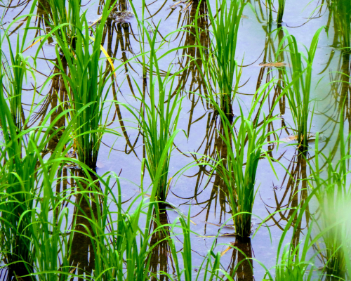 Untitled design (66)