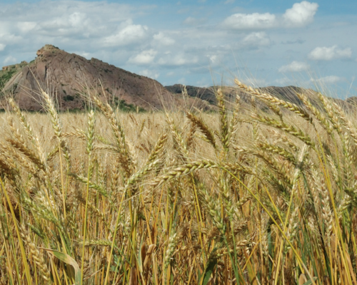 Untitled design (68)