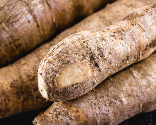 manioc-2