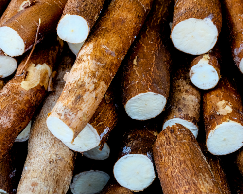 manioc