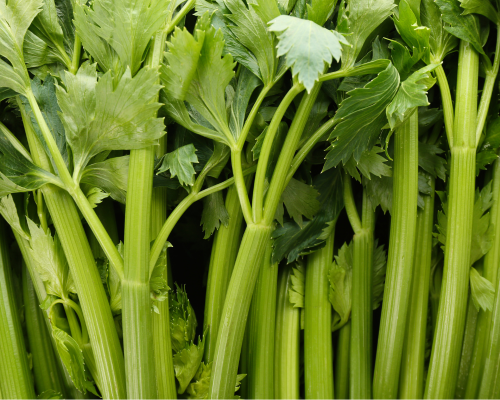 celeri (2)