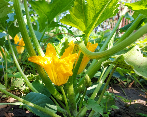 courgette (2)