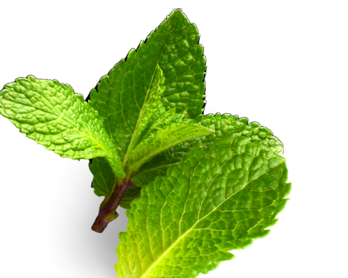 menthe (3)