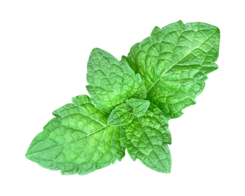 menthe